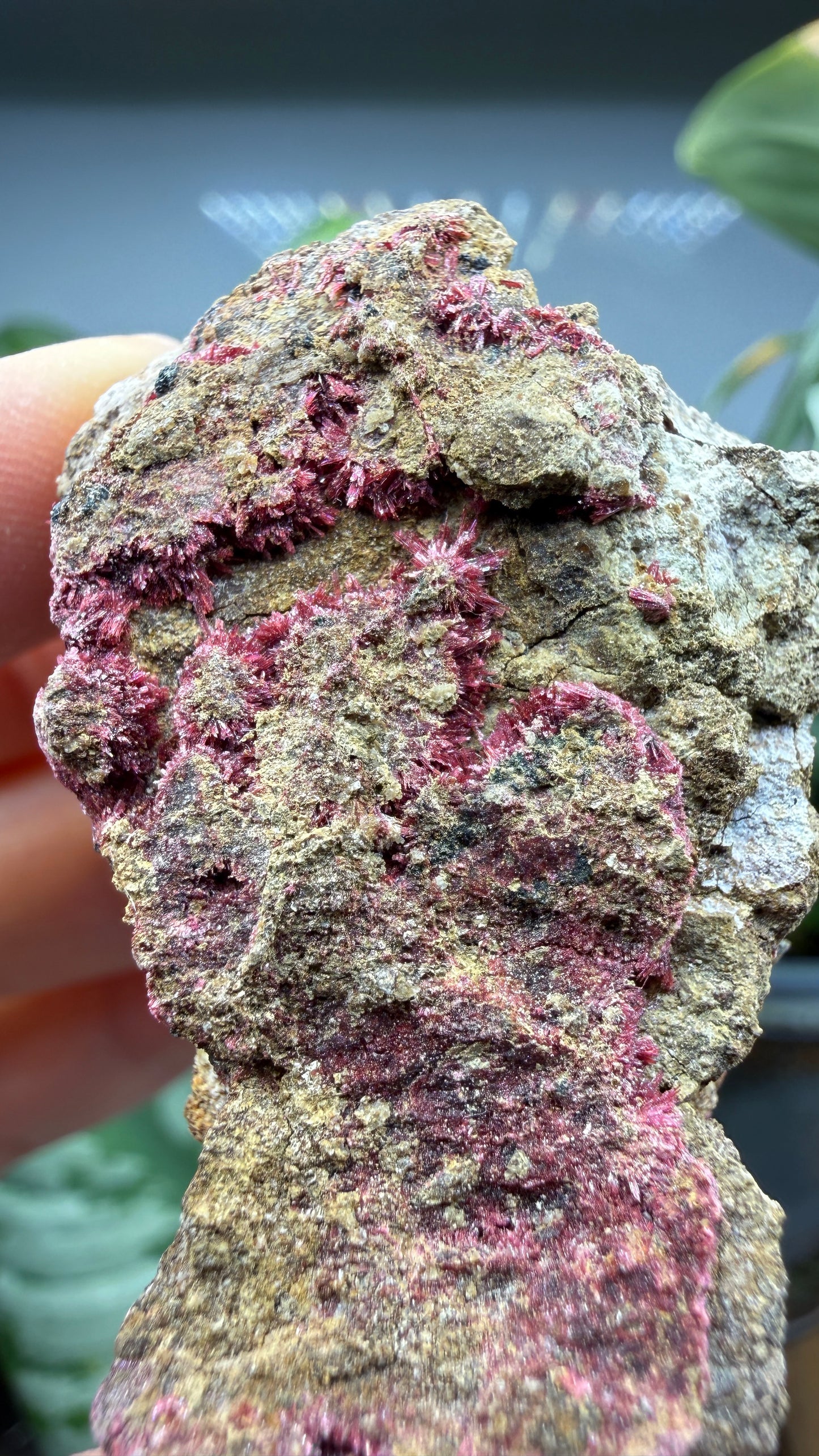 Erythrite- Sara Alicia Mine, San Bernardo, Álamos Municipality, Sonora, Mexico