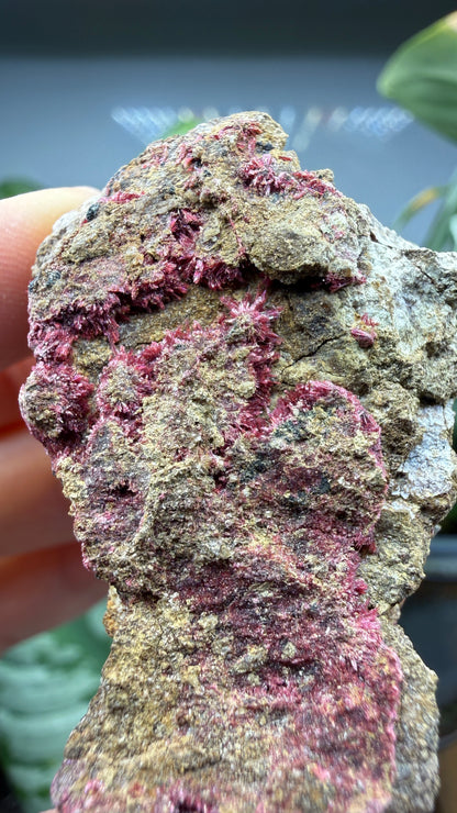 Erythrite- Sara Alicia Mine, San Bernardo, Álamos Municipality, Sonora, Mexico