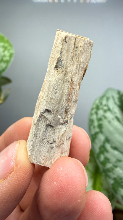 Petrified Wood- Charleston, South Carolina