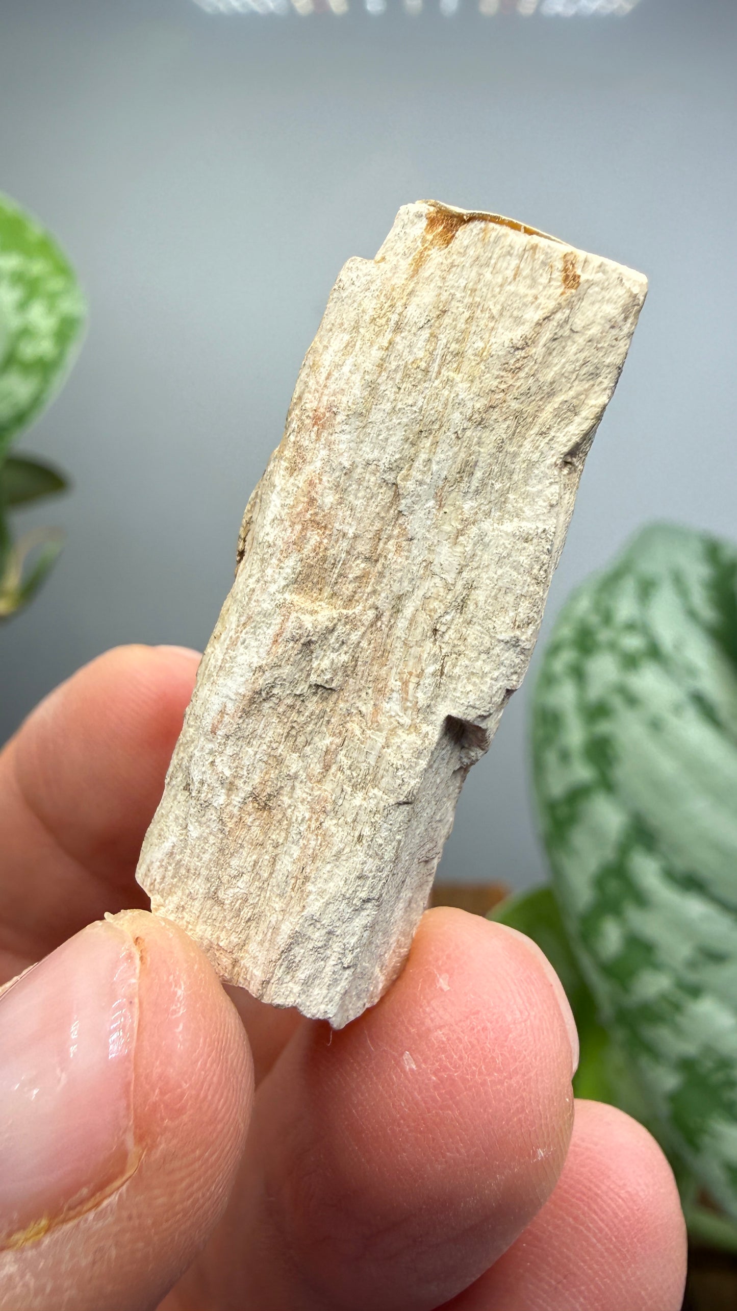 Petrified Wood- Charleston, South Carolina
