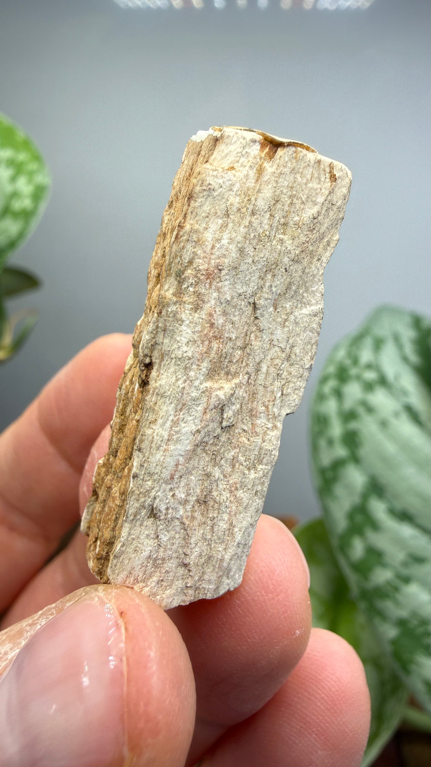 Petrified Wood- Charleston, South Carolina