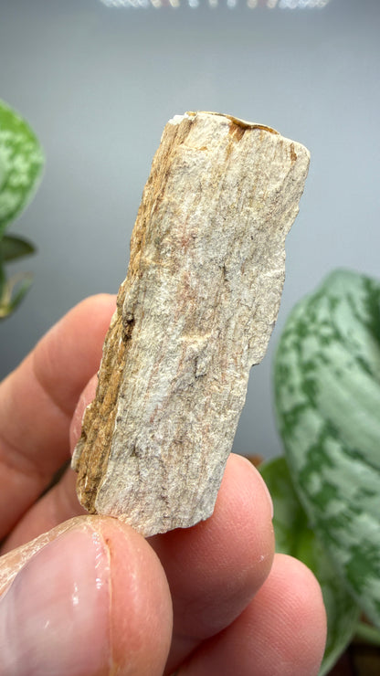 Petrified Wood- Charleston, South Carolina