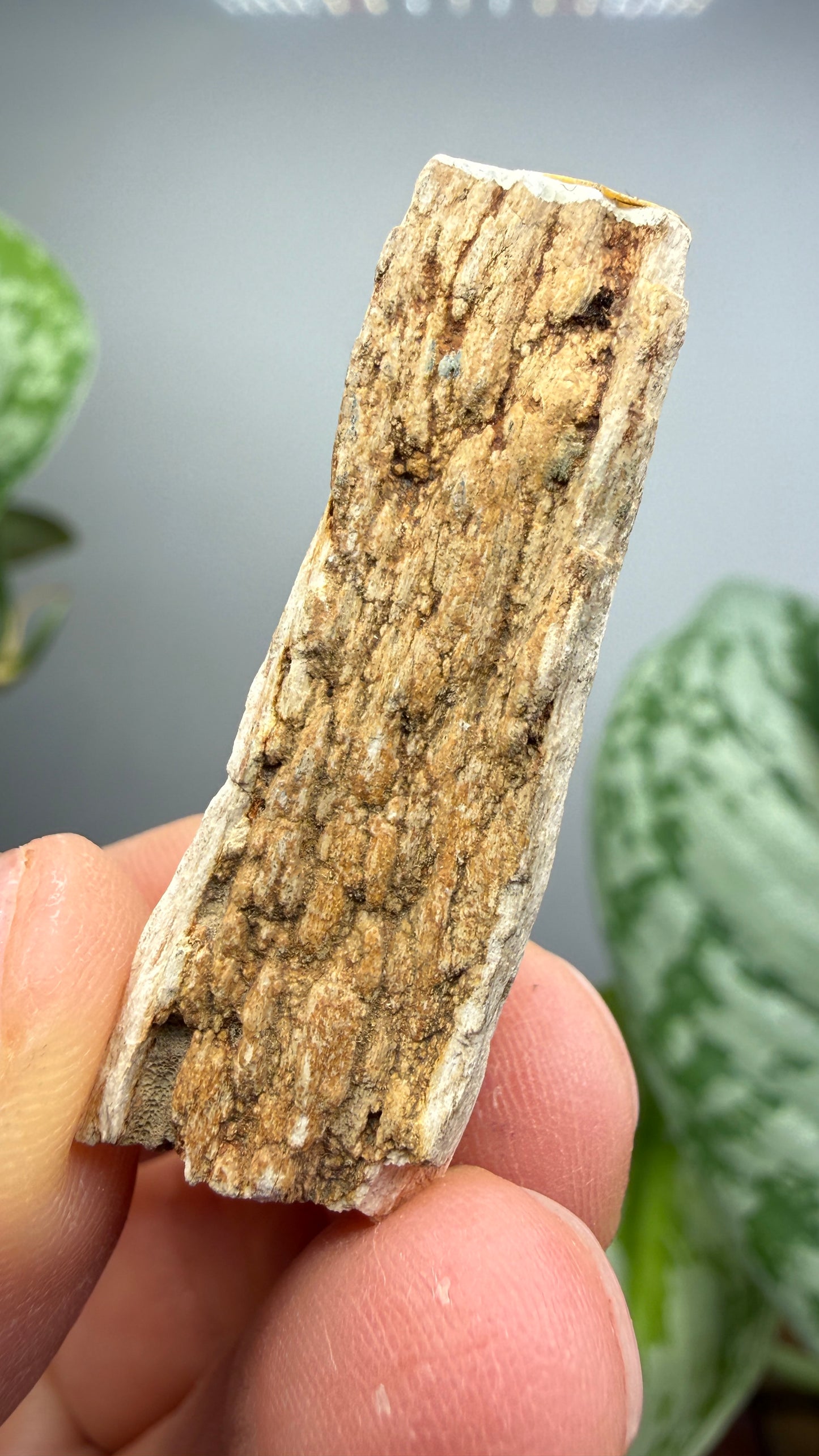 Petrified Wood- Charleston, South Carolina