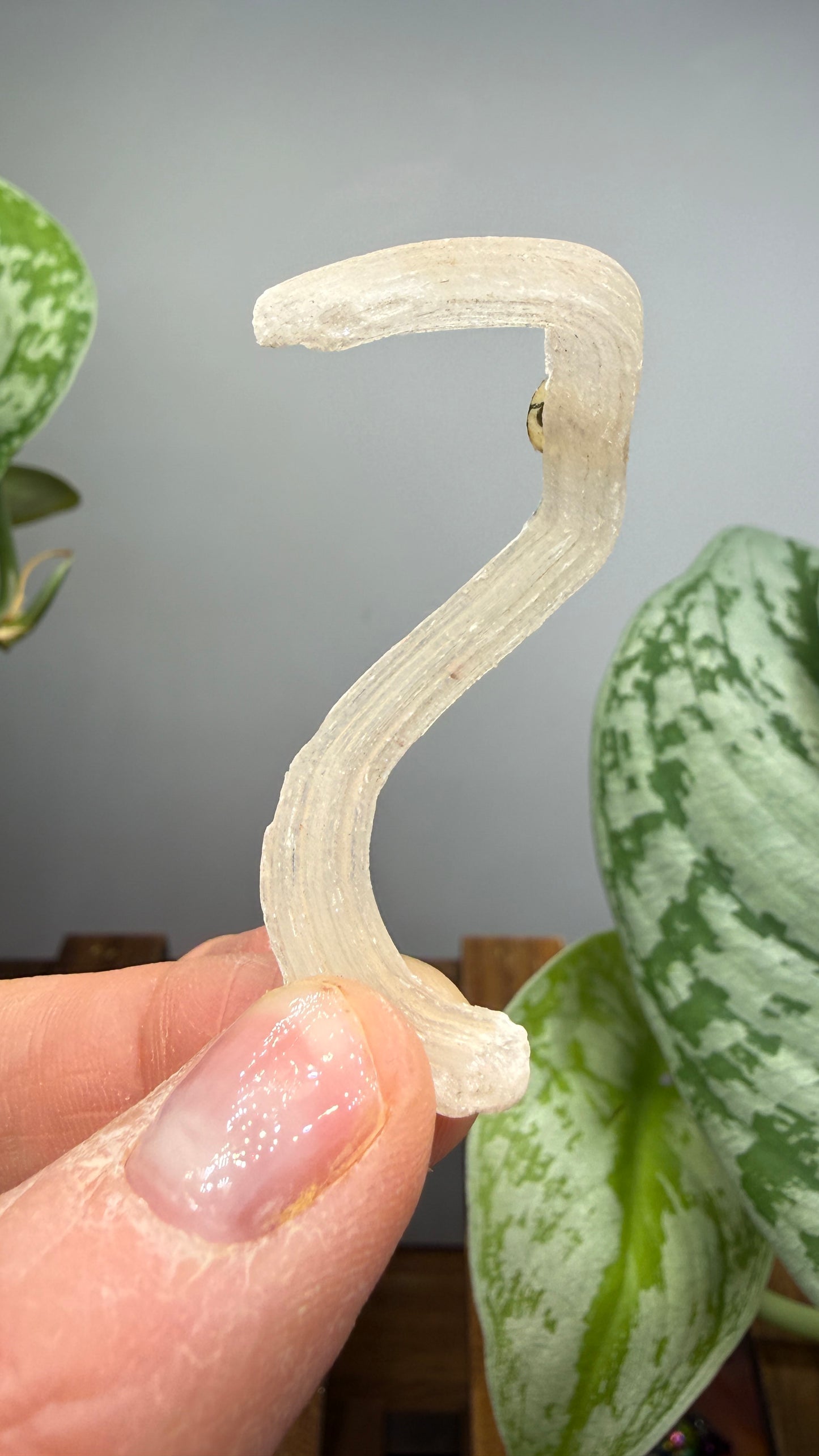 Ram’s Horn Selenite (Gypsum)- Terlingua Mining District, Brewster County, Texas