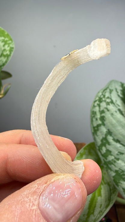 Ram’s Horn Selenite (Gypsum)- Terlingua Mining District, Brewster County, Texas
