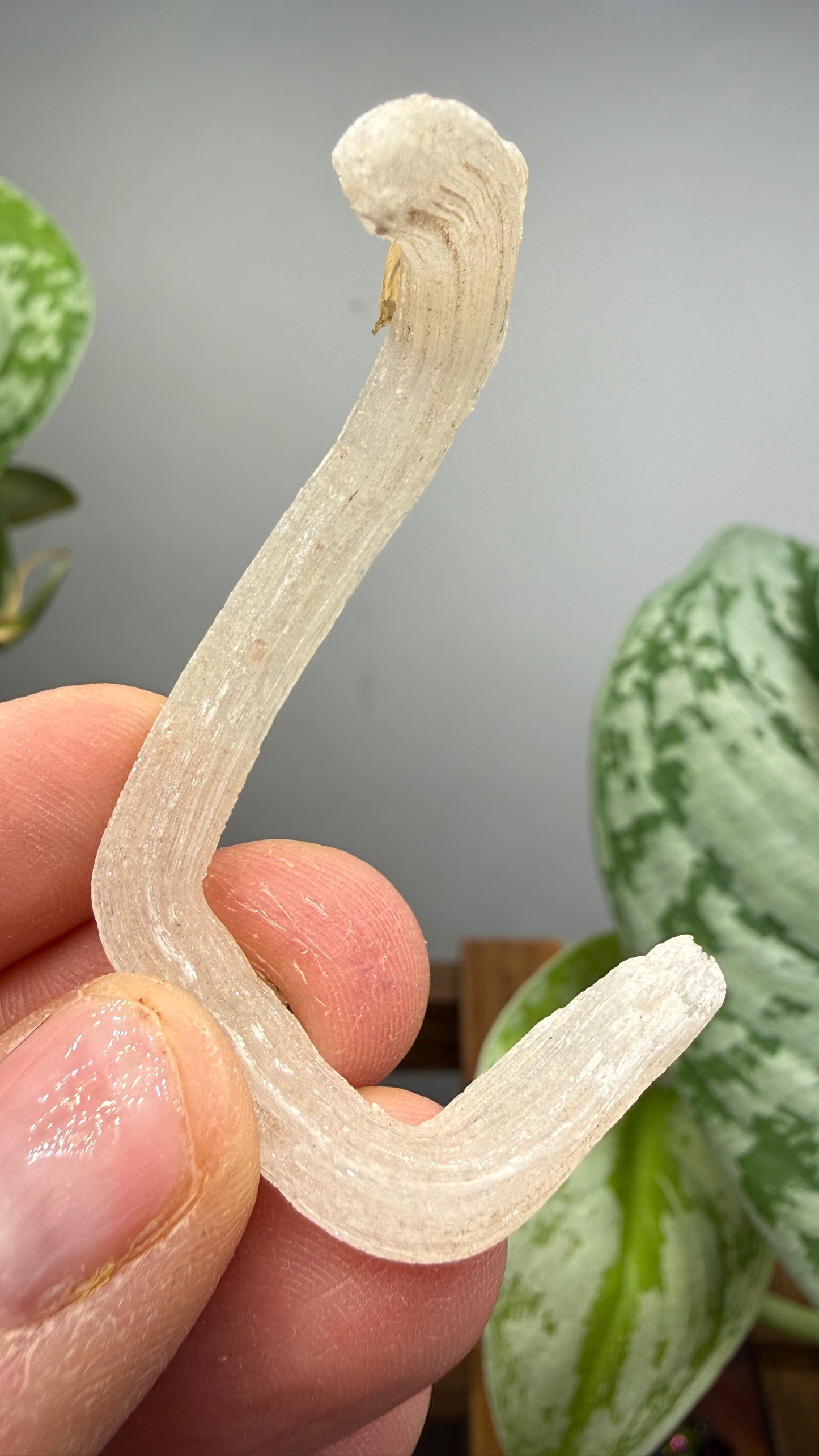Ram’s Horn Selenite (Gypsum)- Terlingua Mining District, Brewster County, Texas