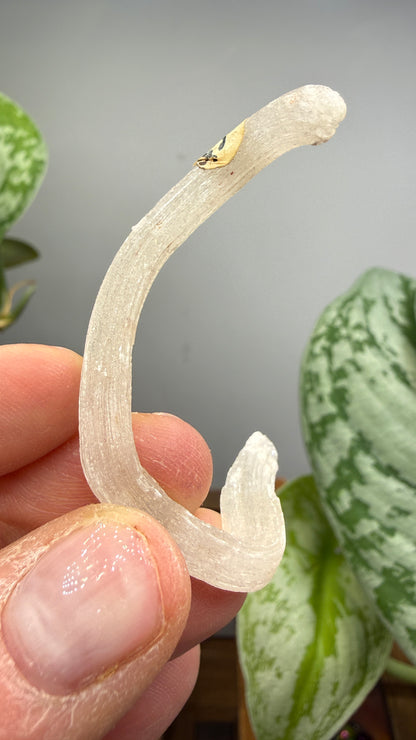 Ram’s Horn Selenite (Gypsum)- Terlingua Mining District, Brewster County, Texas