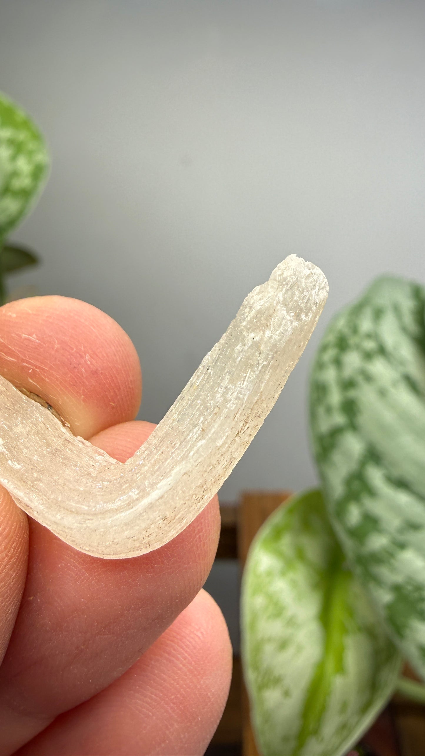 Ram’s Horn Selenite (Gypsum)- Terlingua Mining District, Brewster County, Texas