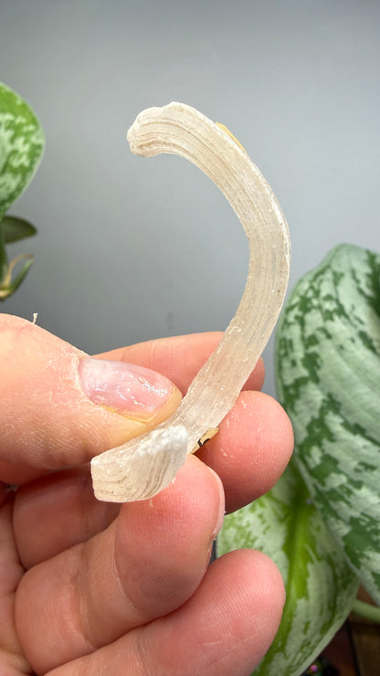 Ram’s Horn Selenite (Gypsum)- Terlingua Mining District, Brewster County, Texas