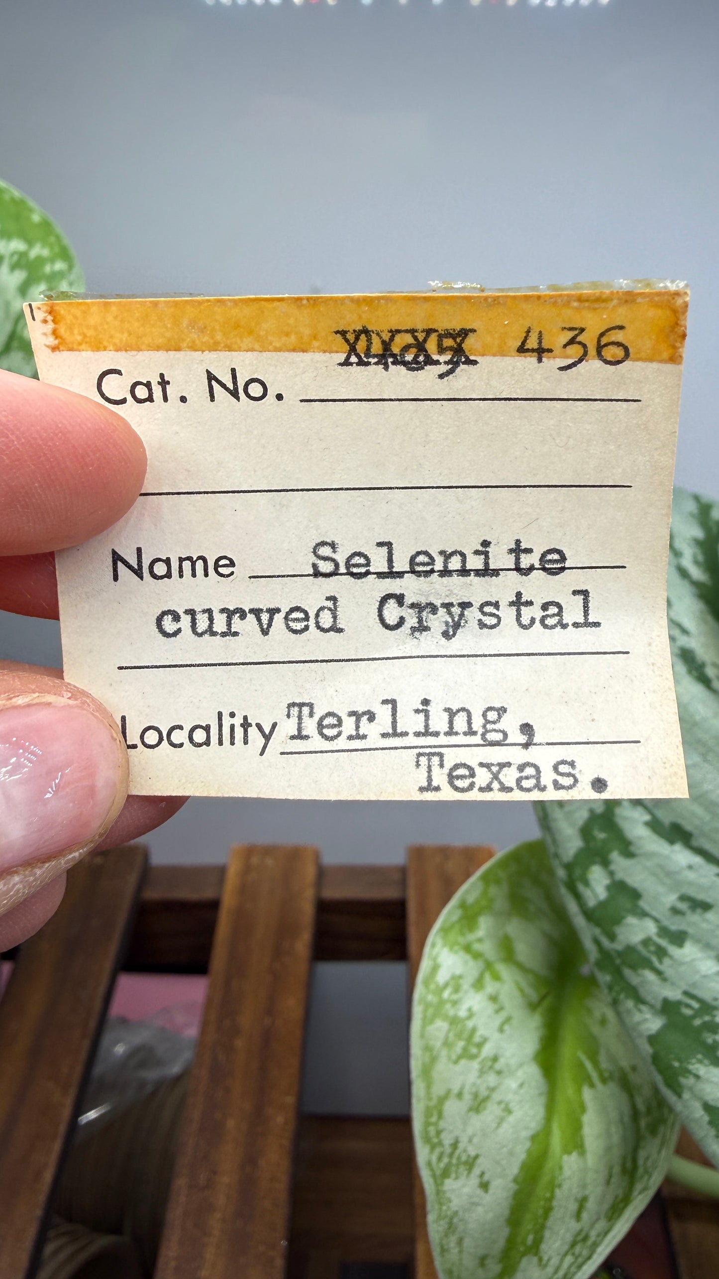 Ram’s Horn Selenite (Gypsum)- Terlingua Mining District, Brewster County, Texas