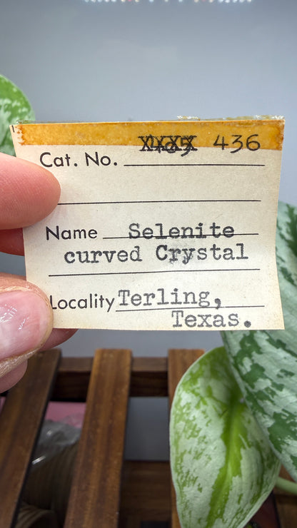 Ram’s Horn Selenite (Gypsum)- Terlingua Mining District, Brewster County, Texas