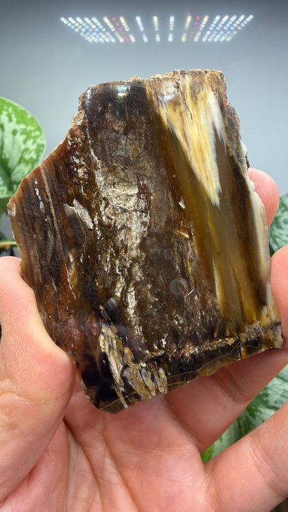 Petrified Wood- Oregon, USA