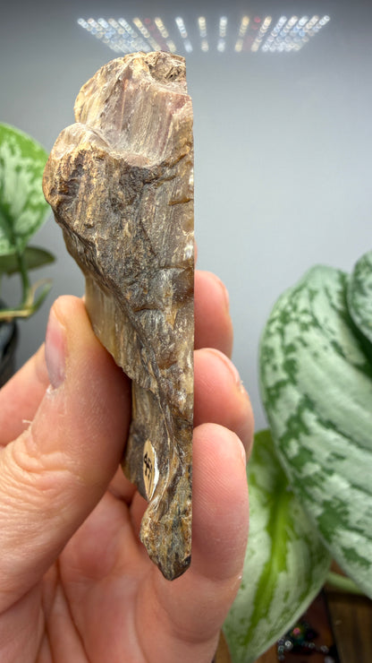 Petrified Wood- Oregon, USA
