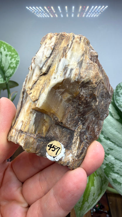 Petrified Wood- Oregon, USA
