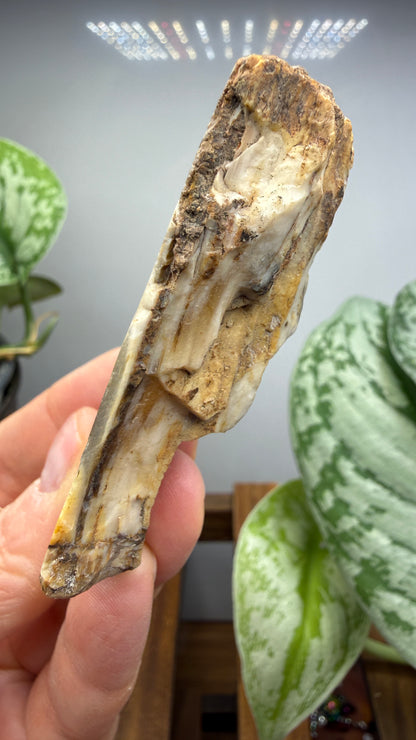 Petrified Wood- Oregon, USA