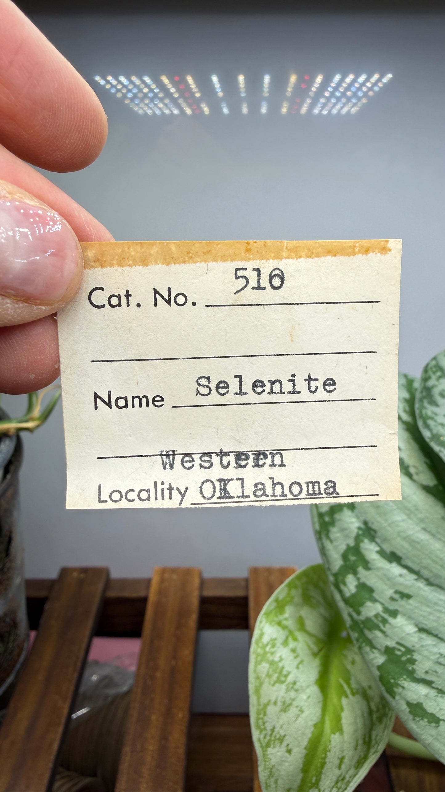 Gypsum var. Selenite- Great Salt Plains, Alfalfa County, Oklahoma, USA