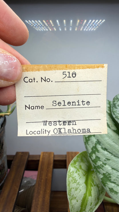 Gypsum var. Selenite- Great Salt Plains, Alfalfa County, Oklahoma, USA