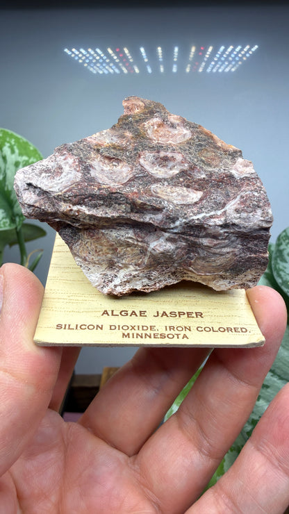 Algae Jasper/Stromatolitic Jasper– Minnesota