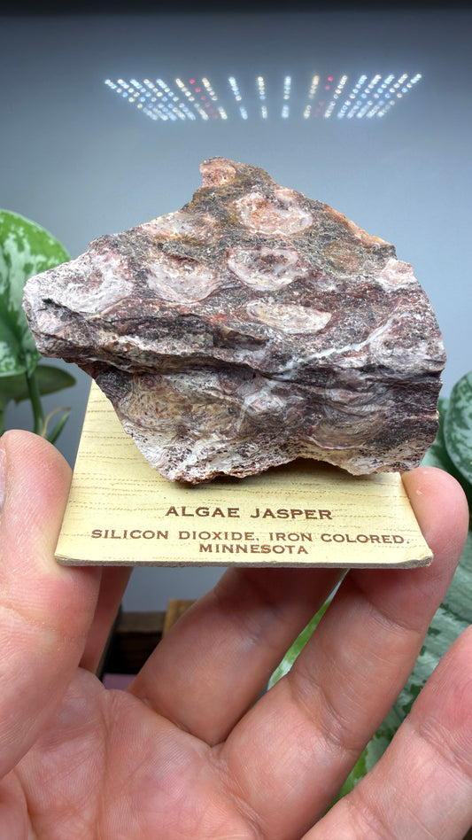Algae Jasper/Stromatolitic Jasper– Minnesota