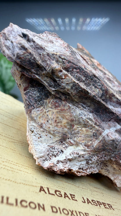 Algae Jasper/Stromatolitic Jasper– Minnesota