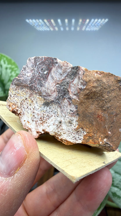 Algae Jasper/Stromatolitic Jasper– Minnesota