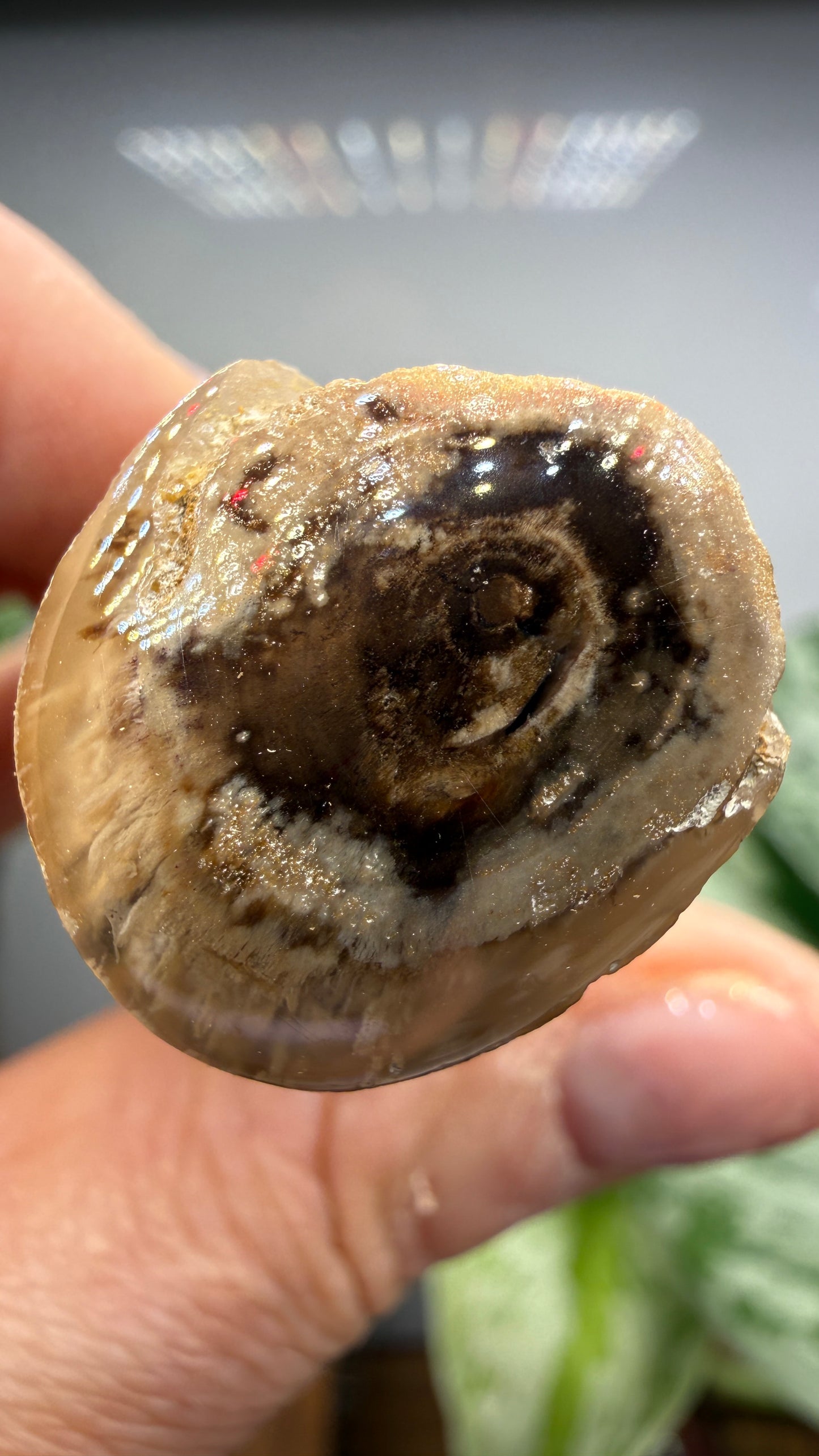 Petrified Wood Branch- Arizona