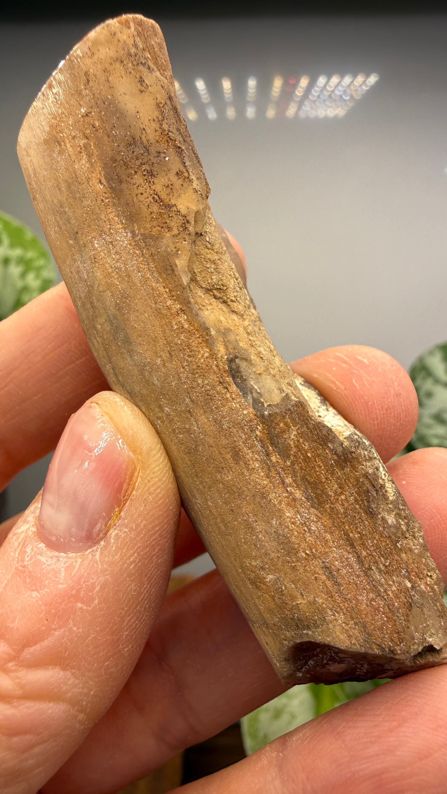 Petrified Wood Branch- Arizona