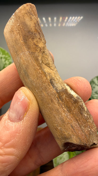 Petrified Wood Branch- Arizona