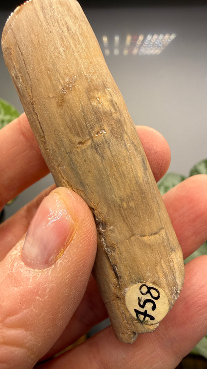 Petrified Wood Branch- Arizona