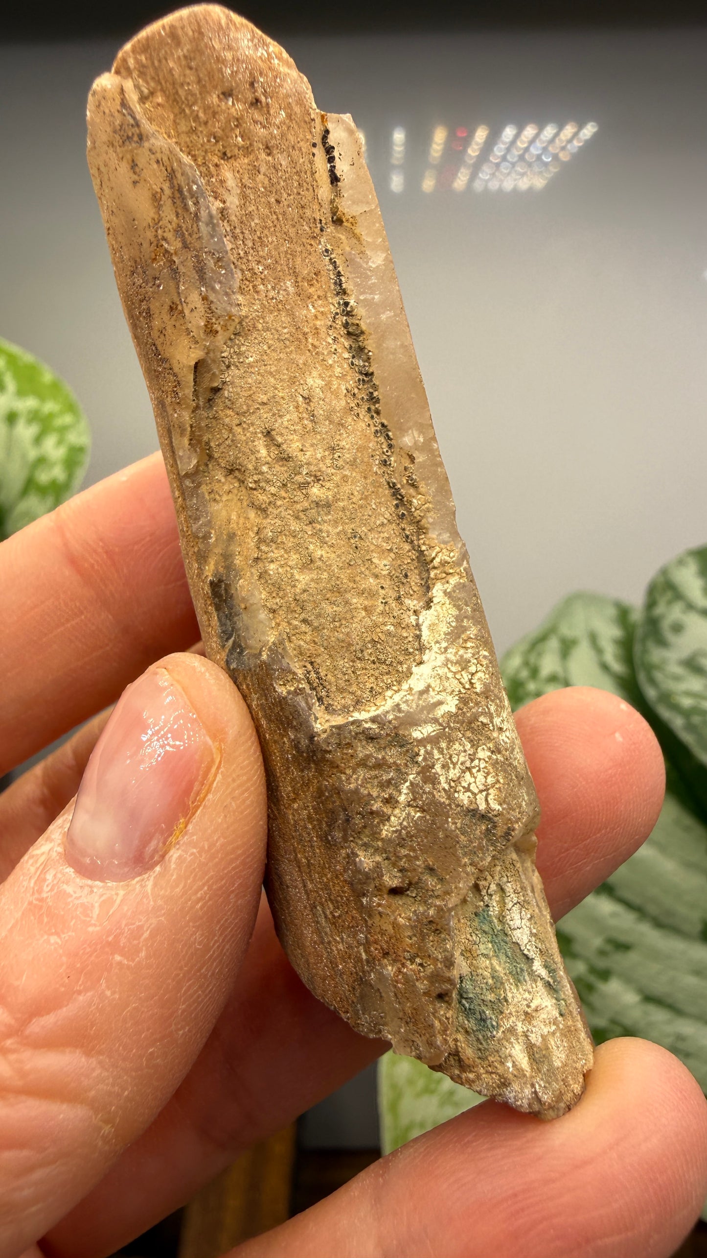 Petrified Wood Branch- Arizona