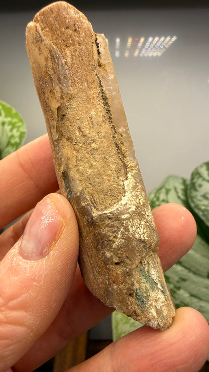 Petrified Wood Branch- Arizona