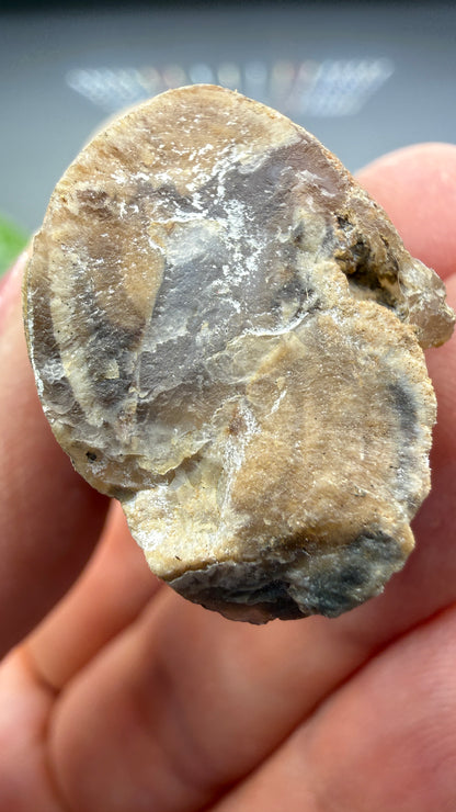 Petrified Wood Branch- Arizona
