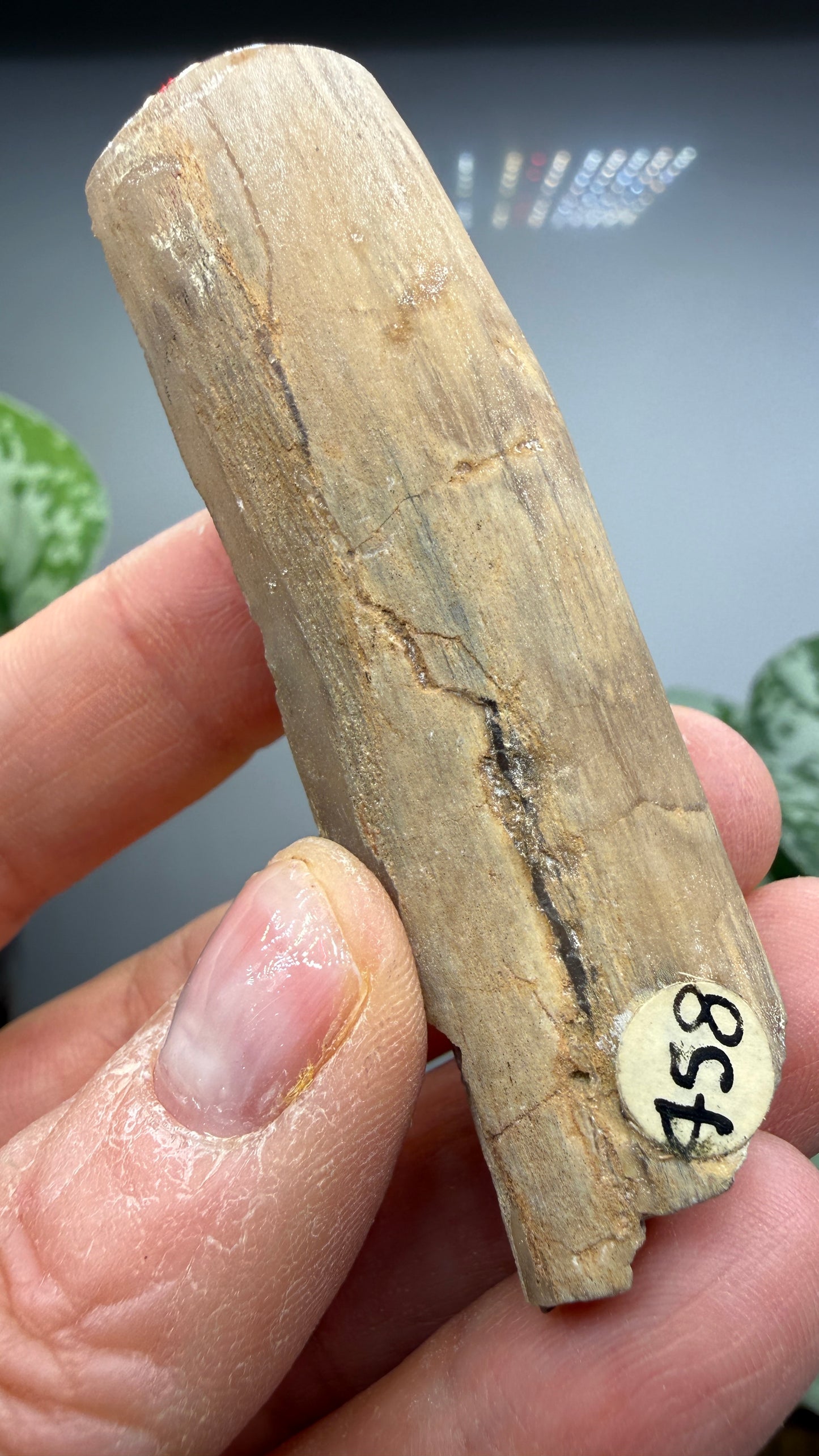 Petrified Wood Branch- Arizona