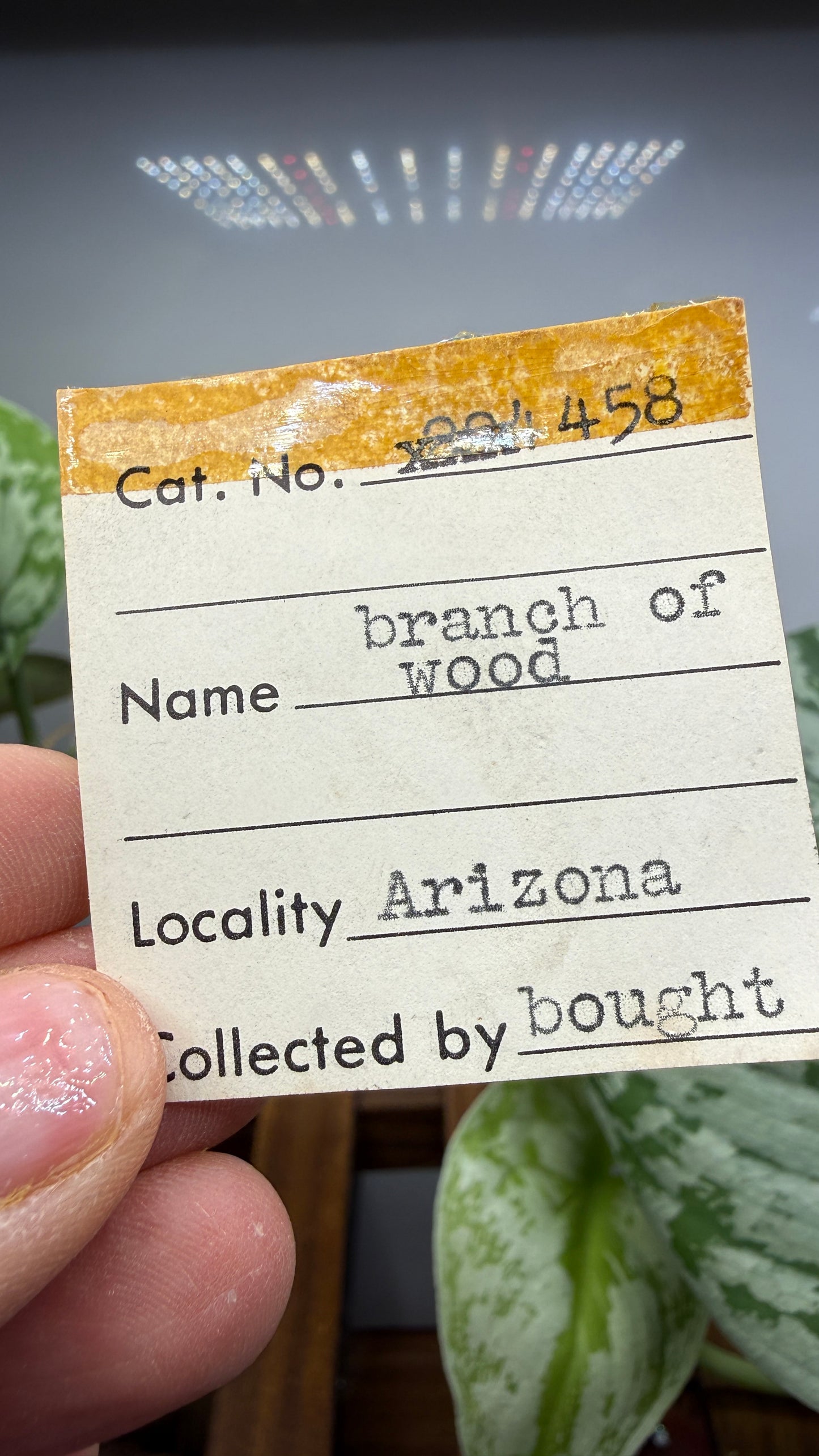 Petrified Wood Branch- Arizona