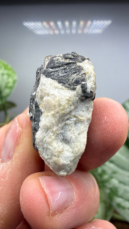 Columbite- Keystone Mining District, Pennington County, South Dakota, USA
