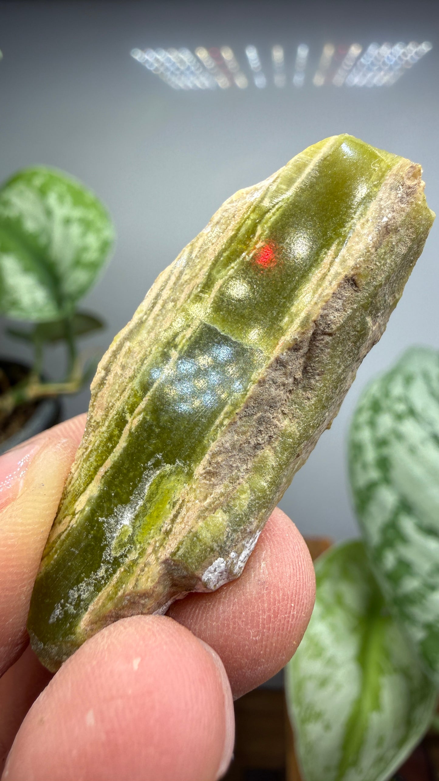 Banded Serpentine (Historical: Ricolite)- California