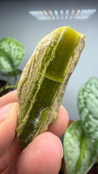 Banded Serpentine (Historical: Ricolite)- California