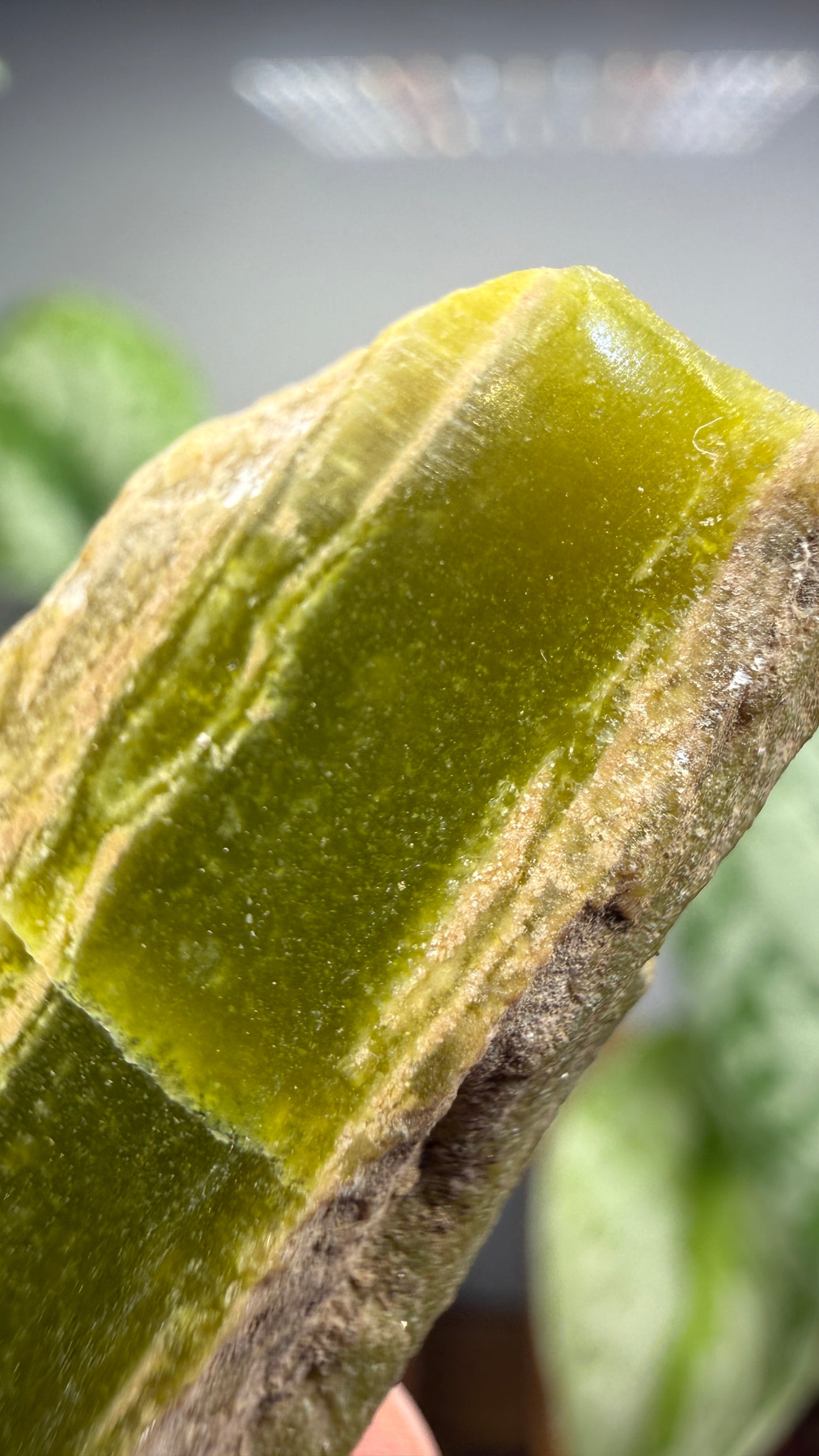 Banded Serpentine (Historical: Ricolite)- California