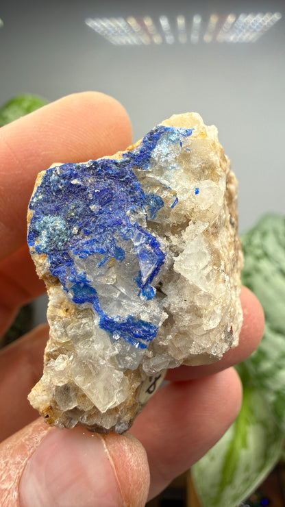 Linarite- Bingham, Hansonburg District, Socorro County, New Mexico, USA