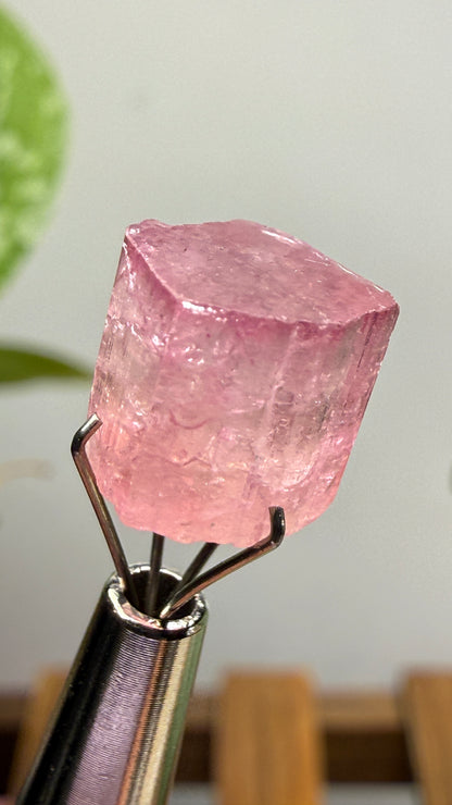 Tourmaline- Água Branca pegmatite, Barra do Salinas, Coronel Murta, Minas Gerais, Brazil