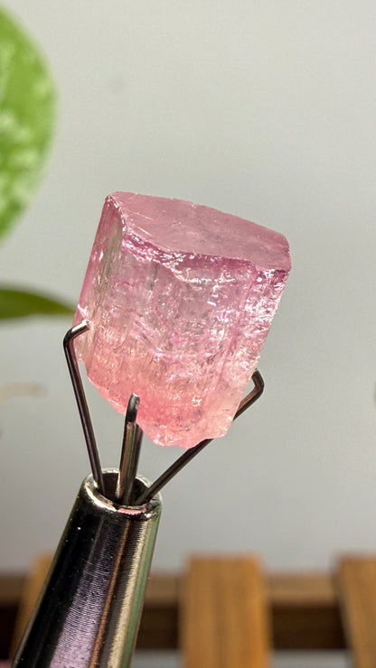 Tourmaline- Água Branca pegmatite, Barra do Salinas, Coronel Murta, Minas Gerais, Brazil