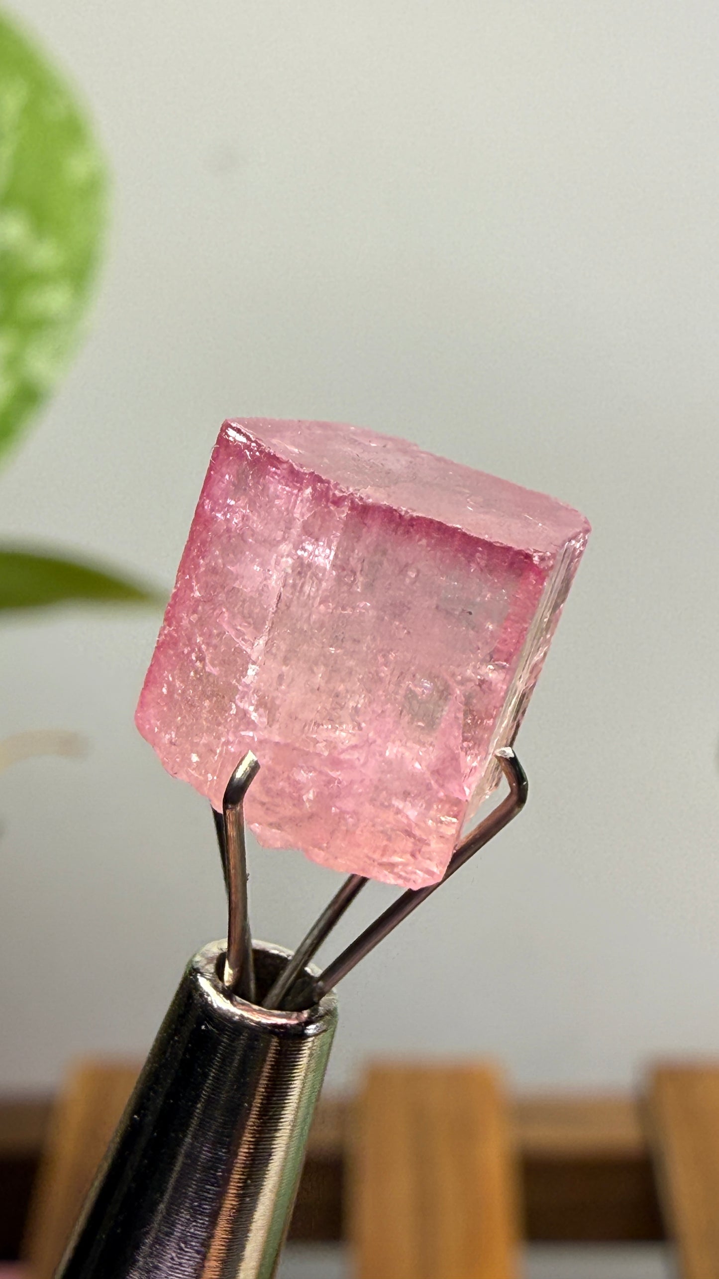 Tourmaline- Água Branca pegmatite, Barra do Salinas, Coronel Murta, Minas Gerais, Brazil