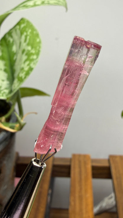 Tourmaline- Água Branca pegmatite, Barra do Salinas, Coronel Murta, Minas Gerais, Brazil
