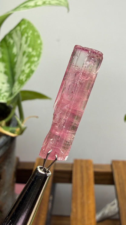 Tourmaline- Água Branca pegmatite, Barra do Salinas, Coronel Murta, Minas Gerais, Brazil