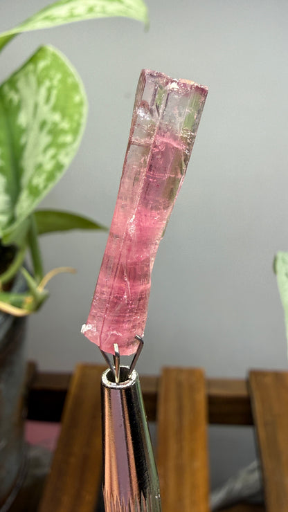 Tourmaline- Água Branca pegmatite, Barra do Salinas, Coronel Murta, Minas Gerais, Brazil