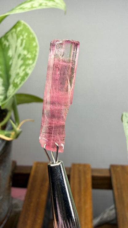 Tourmaline- Água Branca pegmatite, Barra do Salinas, Coronel Murta, Minas Gerais, Brazil