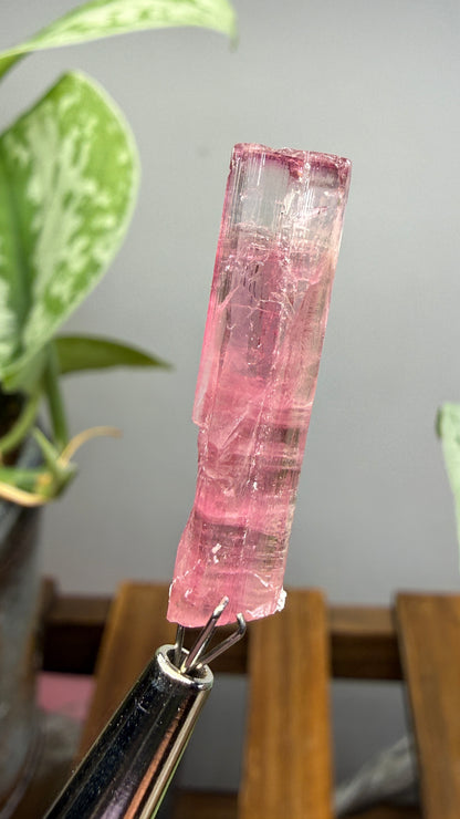 Tourmaline- Água Branca pegmatite, Barra do Salinas, Coronel Murta, Minas Gerais, Brazil