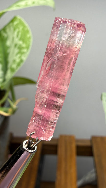 Tourmaline- Água Branca pegmatite, Barra do Salinas, Coronel Murta, Minas Gerais, Brazil