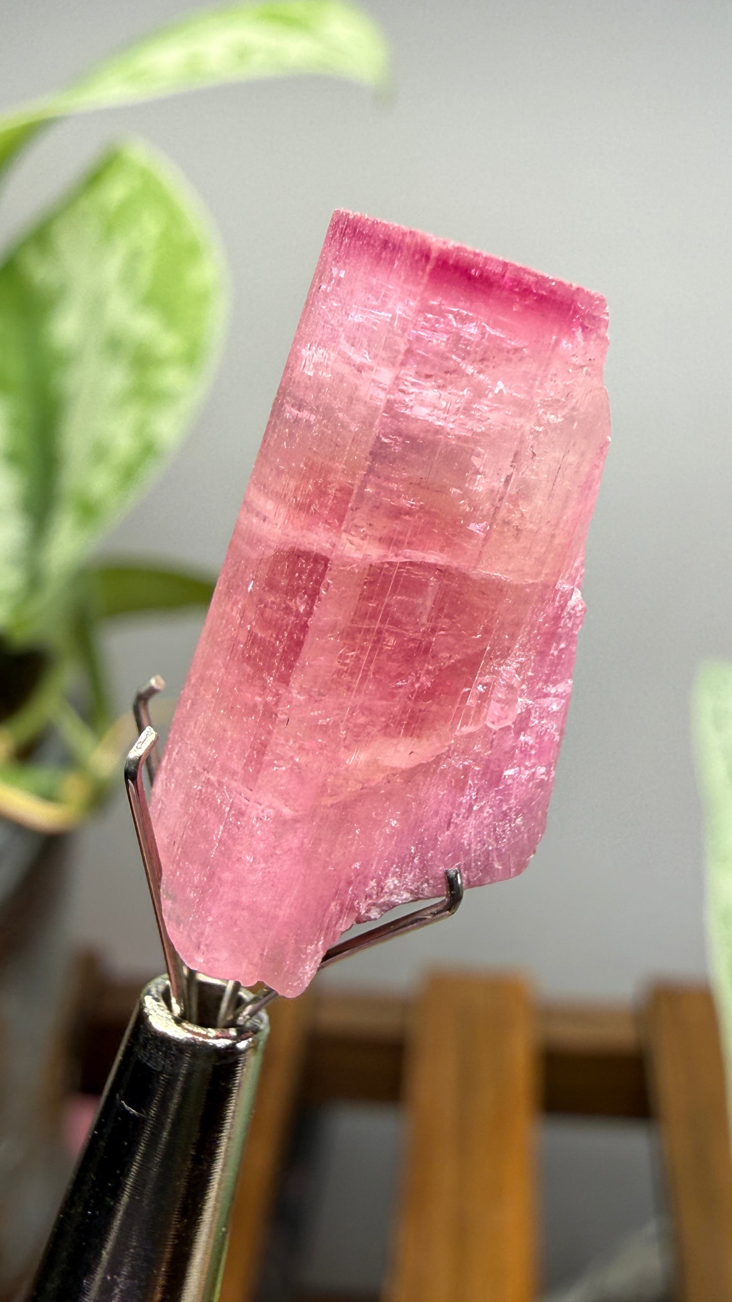 Tourmaline- Água Branca pegmatite, Barra do Salinas, Coronel Murta, Minas Gerais, Brazil
