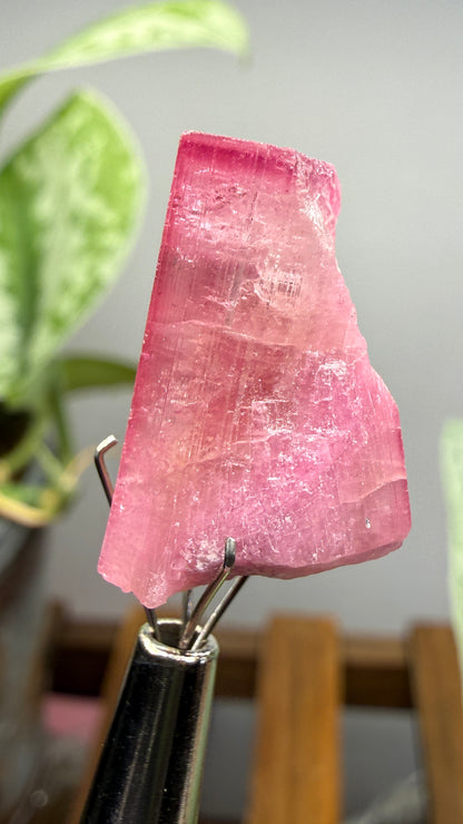 Tourmaline- Água Branca pegmatite, Barra do Salinas, Coronel Murta, Minas Gerais, Brazil